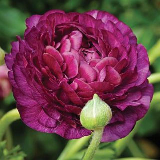 Purple Sensation Persian Buttercup Thumbnail